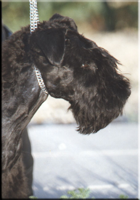 Kerry Blue Terrier de La Cadiera. Kimy