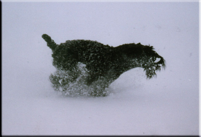Kerry Blue Terrier de La Cadiera. Kimy