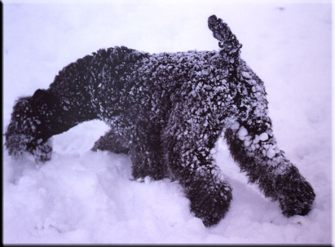 Kerry Blue Terrier de La Cadiera. Kimy