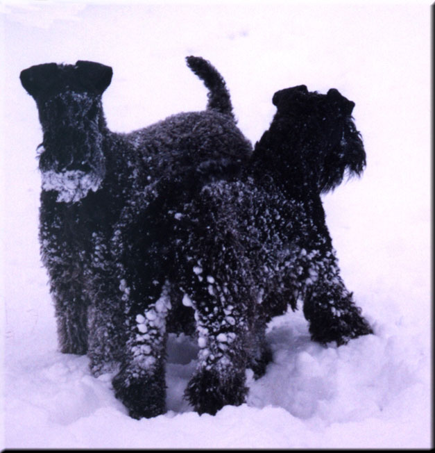 Kerry Blue Terrier de La Cadiera. Kimy