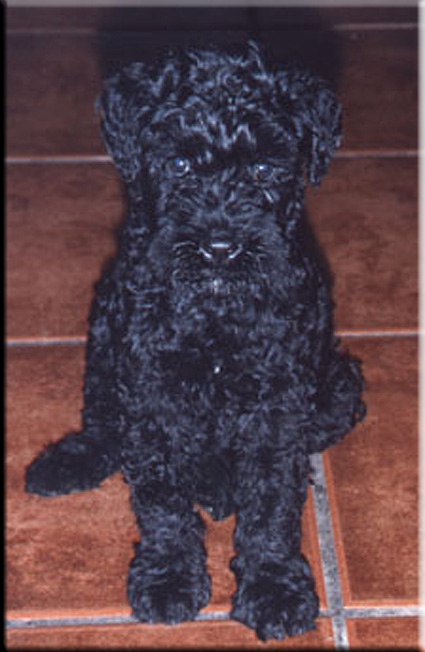 Kerry Blue Terrier de La Cadiera. Kini
