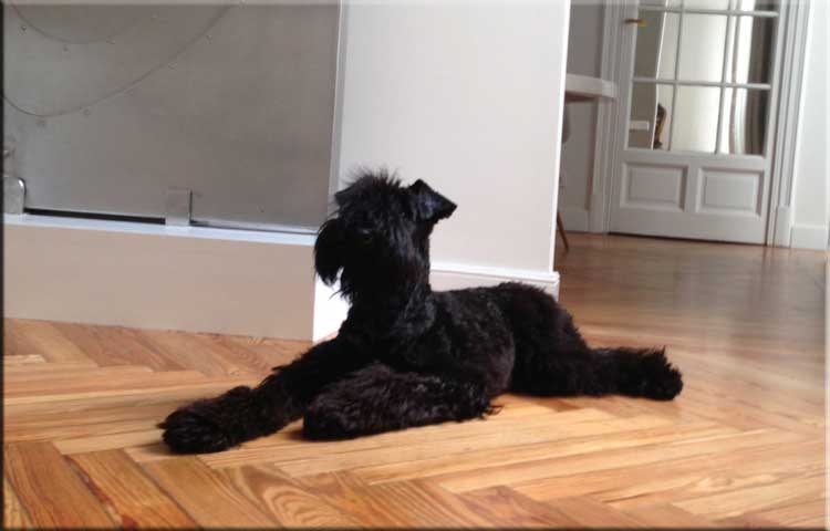 Kerry Blue Terrier de La Cadiera. Diva Plavalaguna (Lola)