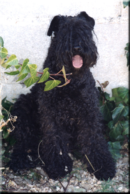 Kerry Blue Terrier de La Cadiera. Larita