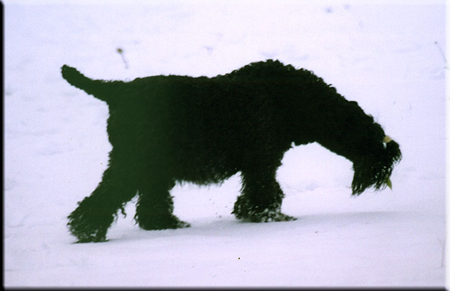 Kerry Blue Terrier de La Cadiera. Larita