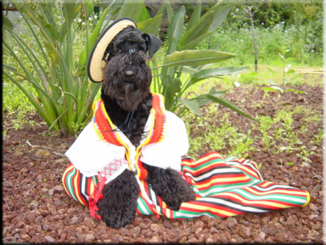 Kerry Blue Terrier de La Cadiera. Larita