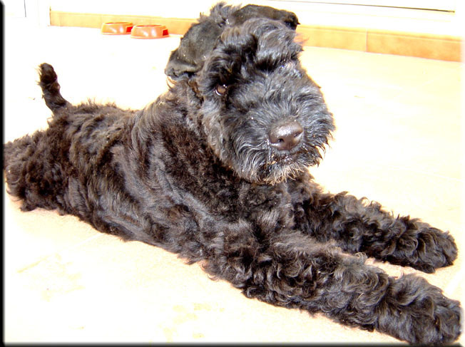 Kerry Blue Terrier de La Cadiera. Larita