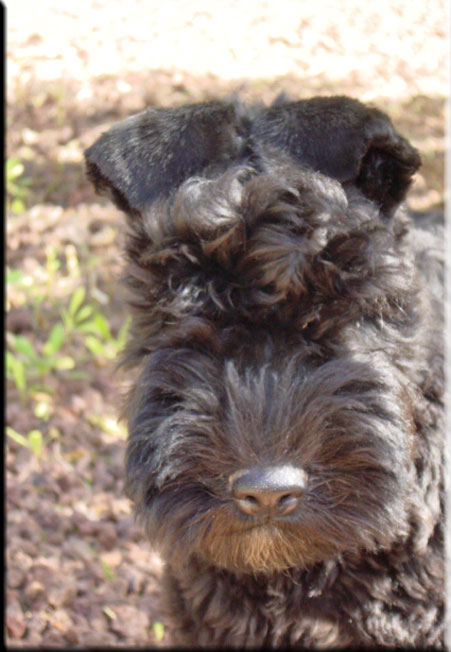 Kerry Blue Terrier de La Cadiera. Larita