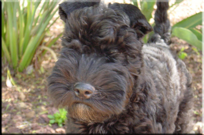 Kerry Blue Terrier de La Cadiera. Larita