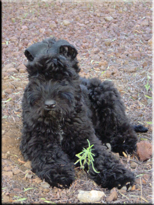 Kerry Blue Terrier de La Cadiera. Larita