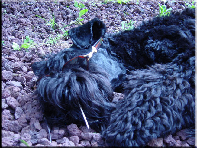 Kerry Blue Terrier de La Cadiera. Larita