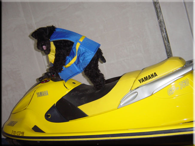 Kerry Blue Terrier de La Cadiera. Larita