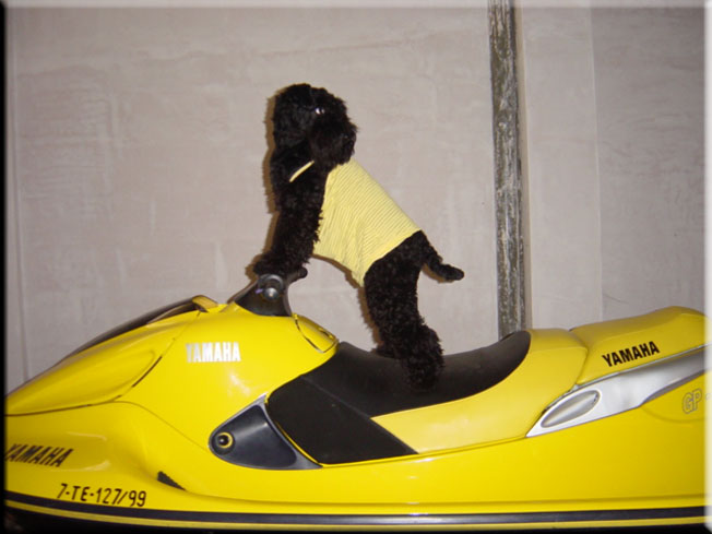 Kerry Blue Terrier de La Cadiera. Larita