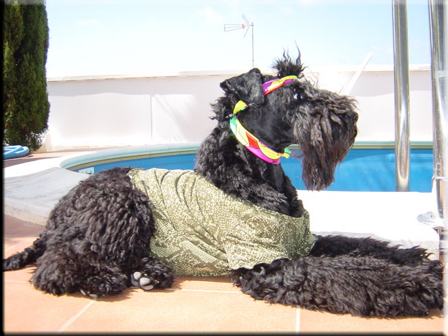 Kerry Blue Terrier de La Cadiera. Larita
