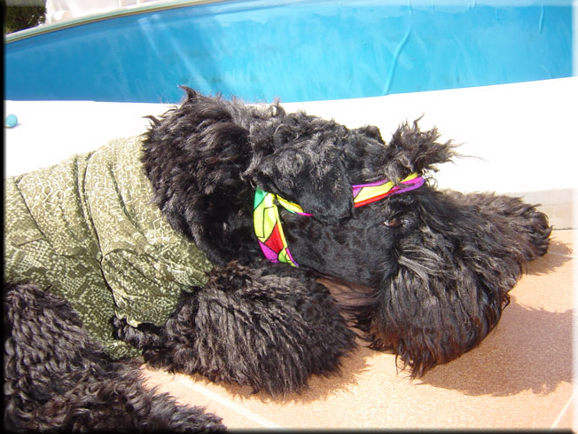 Kerry Blue Terrier de La Cadiera. Larita