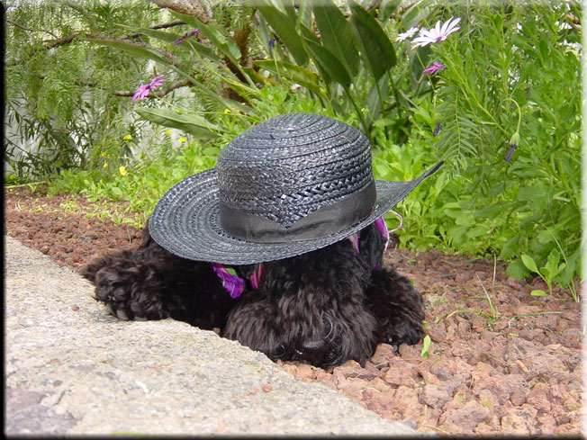 Kerry Blue Terrier de La Cadiera. Larita