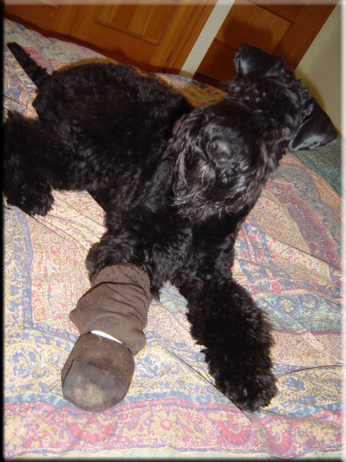 Kerry Blue Terrier de La Cadiera. Larita