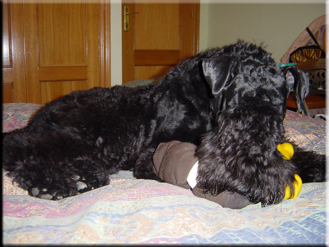 Kerry Blue Terrier de La Cadiera. Larita
