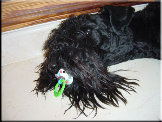 Kerry Blue Terrier de La Cadiera. Larita