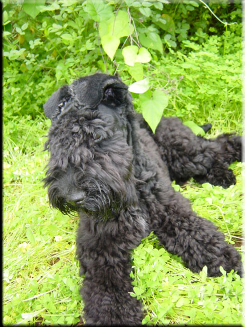 Kerry Blue Terrier de La Cadiera. Larita