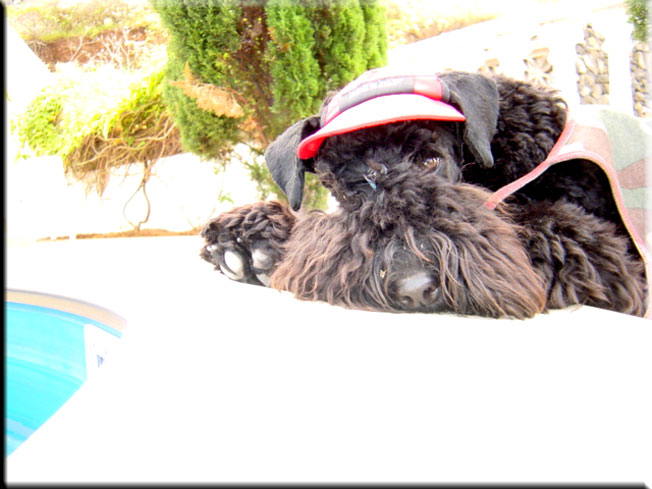 Kerry Blue Terrier de La Cadiera. Larita