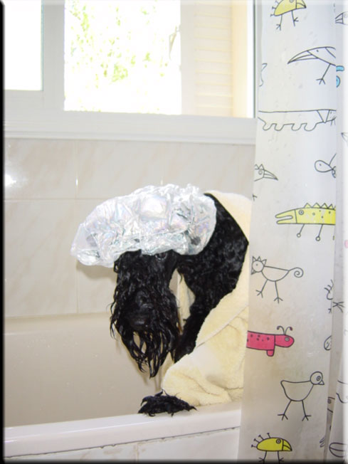 Kerry Blue Terrier de La Cadiera. Larita