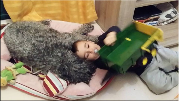 Kerry Blue Terrier de La Cadiera. Lilu & Pequeño Amito !