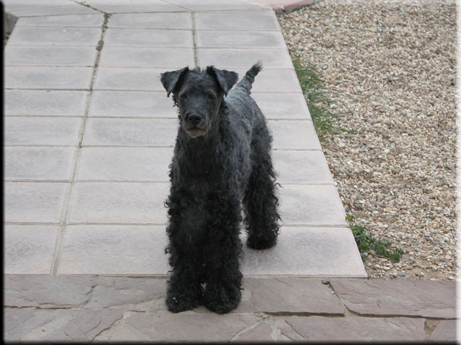 Kerry Blue Terrier de La Cadiera. Lisa Felisa