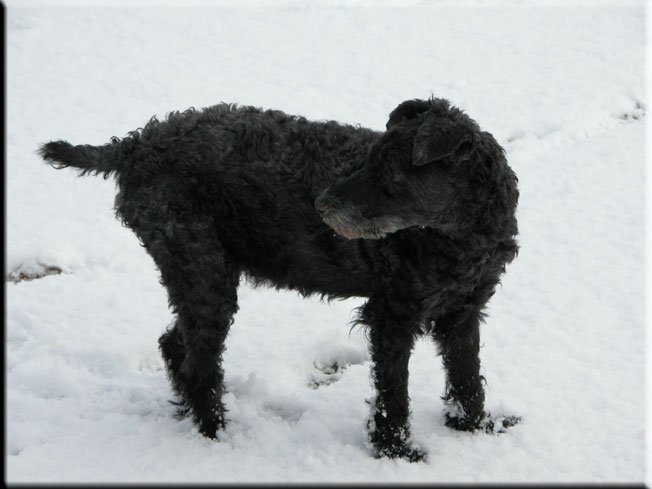 Kerry Blue Terrier de La Cadiera. Lisa Felisa la viejita