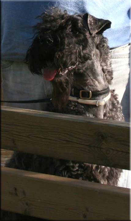 Kerry Blue Terrier de La Cadiera. Lucho