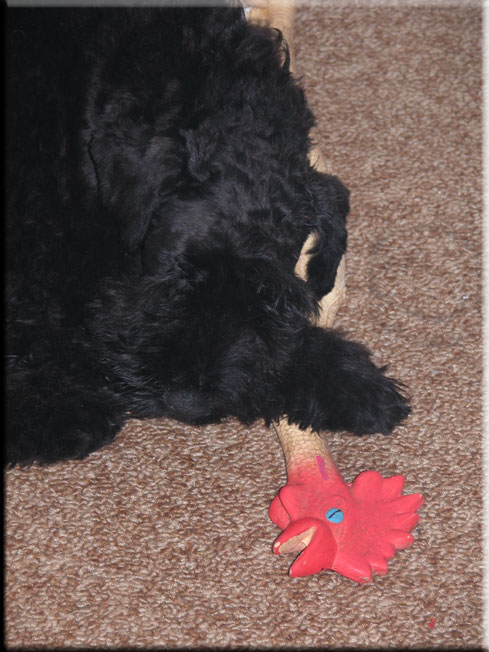 Kerry Blue Terrier de La Cadiera. Flor de Azahar