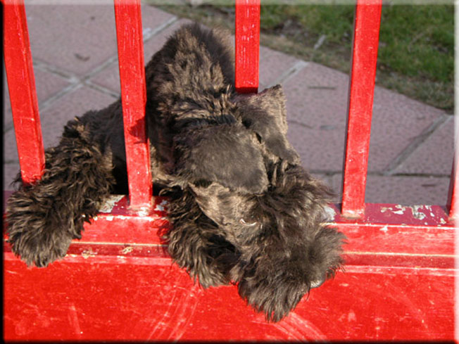 Kerry Blue Terrier de La Cadiera. Flor de Azahar