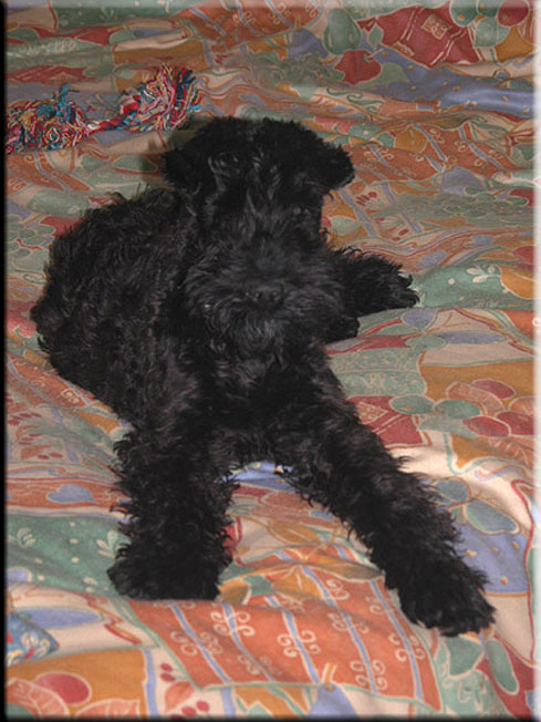 Kerry Blue Terrier de La Cadiera. Flor de Azahar