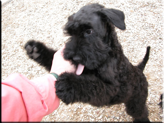 Kerry Blue Terrier de La Cadiera. Flor de Azahar