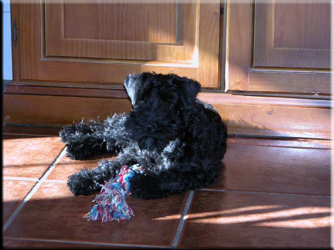 Kerry Blue Terrier de La Cadiera. Flor de Azahar

 </div>