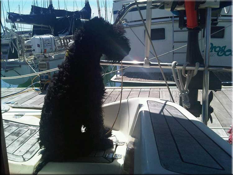 Kerry Blue Terrier de La Cadiera. Merlin