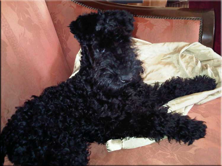 Kerry Blue Terrier de La Cadiera. Merlin