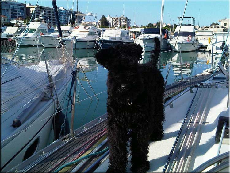 Kerry Blue Terrier de La Cadiera. Merlin