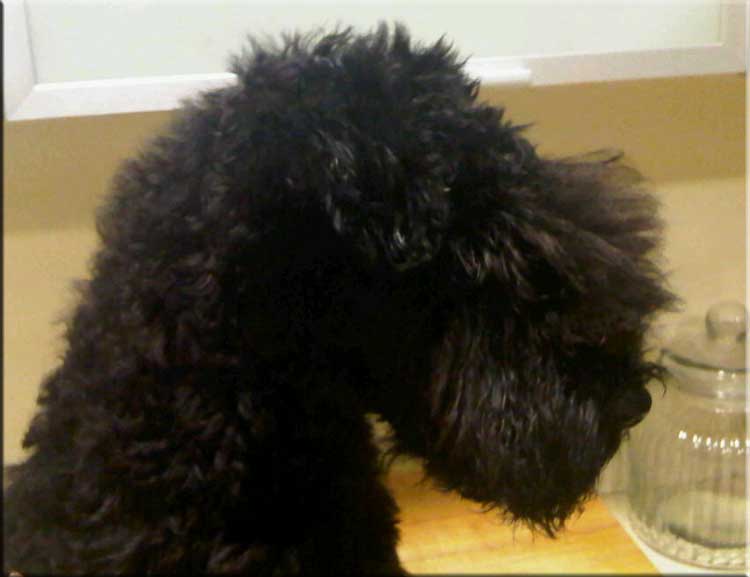 Kerry Blue Terrier de La Cadiera. Merlin