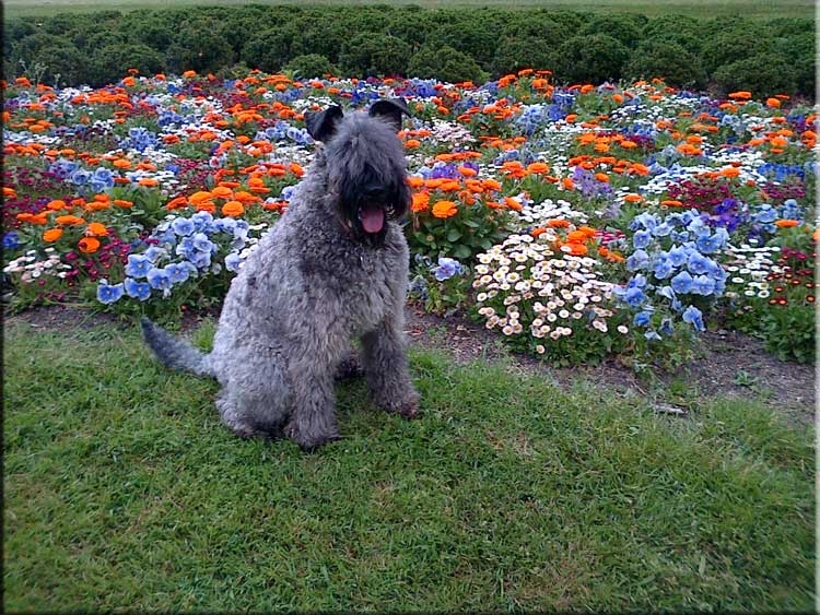 Kerry Blue Terrier de La Cadiera. Mishka
