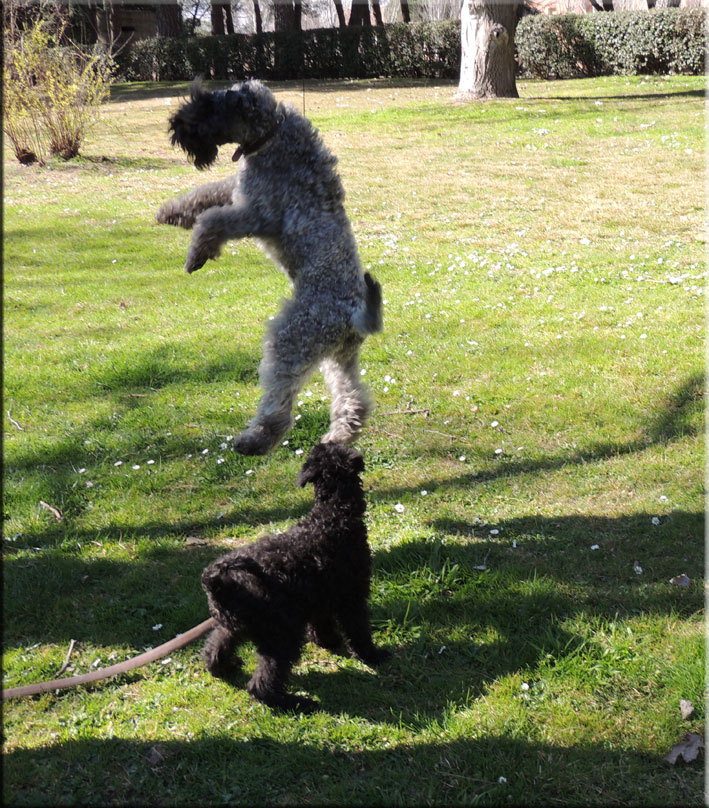 Kerry Blue Terrier de La Cadiera. Mishka & Chloe