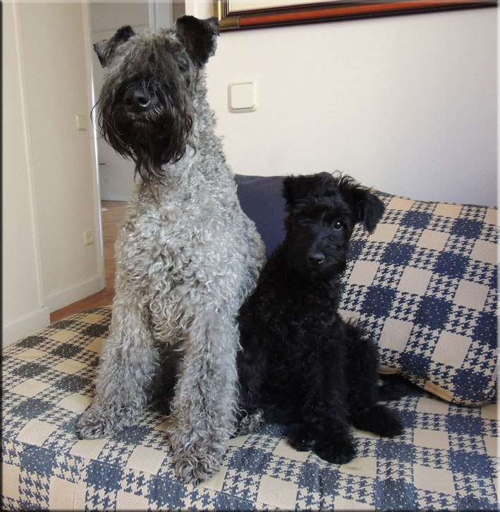 Kerry Blue Terrier de La Cadiera. Mishka & Chloe