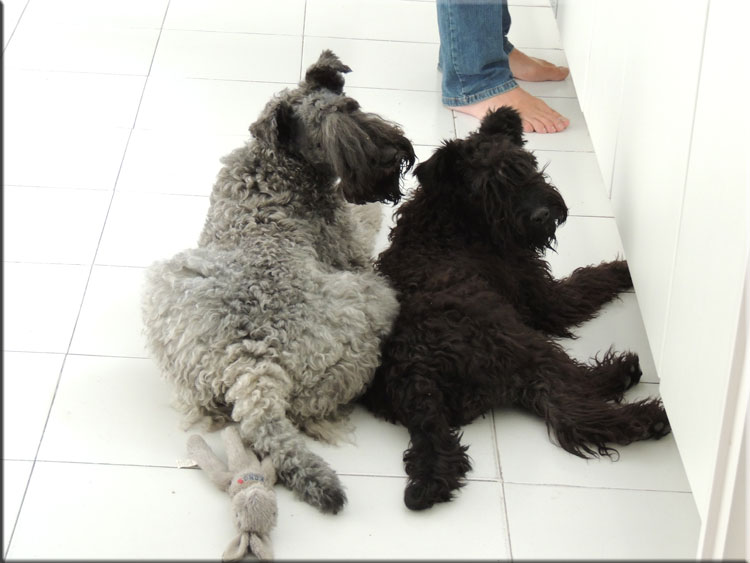 Kerry Blue Terrier de La Cadiera. Mishka & Chloe
