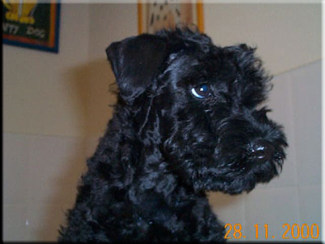 Kerry Blue Terrier de La Cadiera. Molly