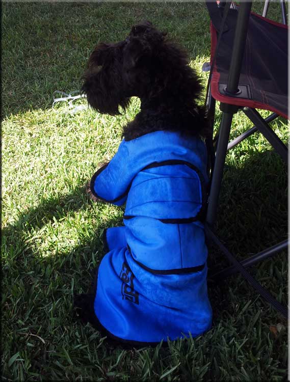 Kerry Blue Terrier de La Cadiera. La Motoreta con abrigo de frio