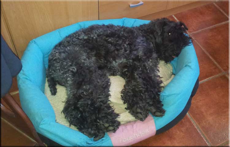 Kerry Blue Terrier de La Cadiera. Multi Ch. Namor de La Cadiera at Clanciarrai