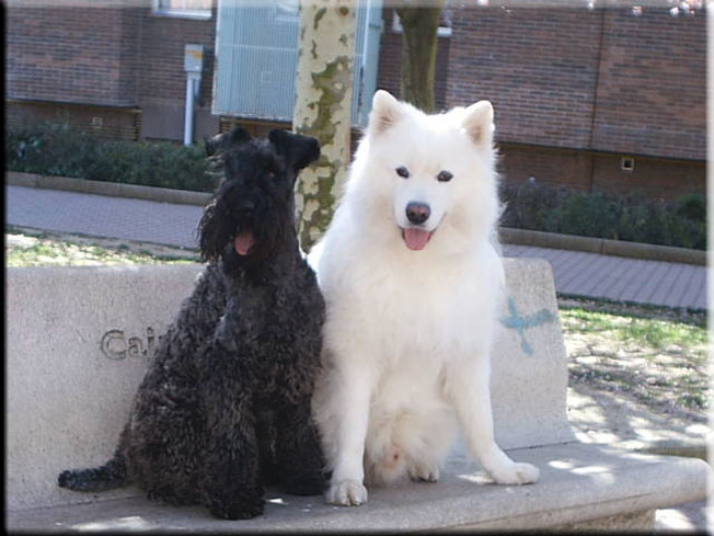 Kerry Blue Terrier de La Cadiera. Nico