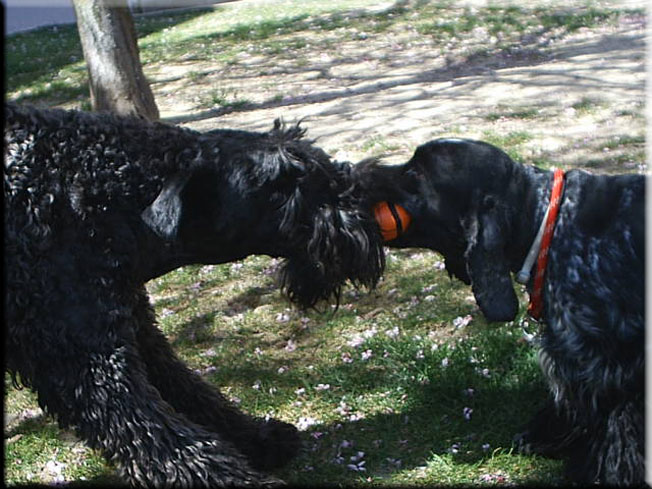 Kerry Blue Terrier de La Cadiera. Nico