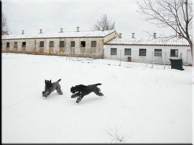 Kerry Blue Terrier de La Cadiera. Jugando en la nieve