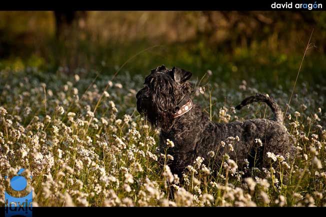 Kerry Blue Terrier de La Cadiera. Nua