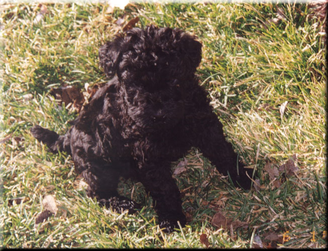 Kerry Blue Terrier de La Cadiera. Vesti